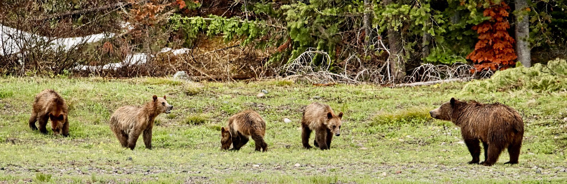RMNPhotographer Rocky Mountain National Park Guided Tours Blog Post 399 Grizzly Bear and Cubs