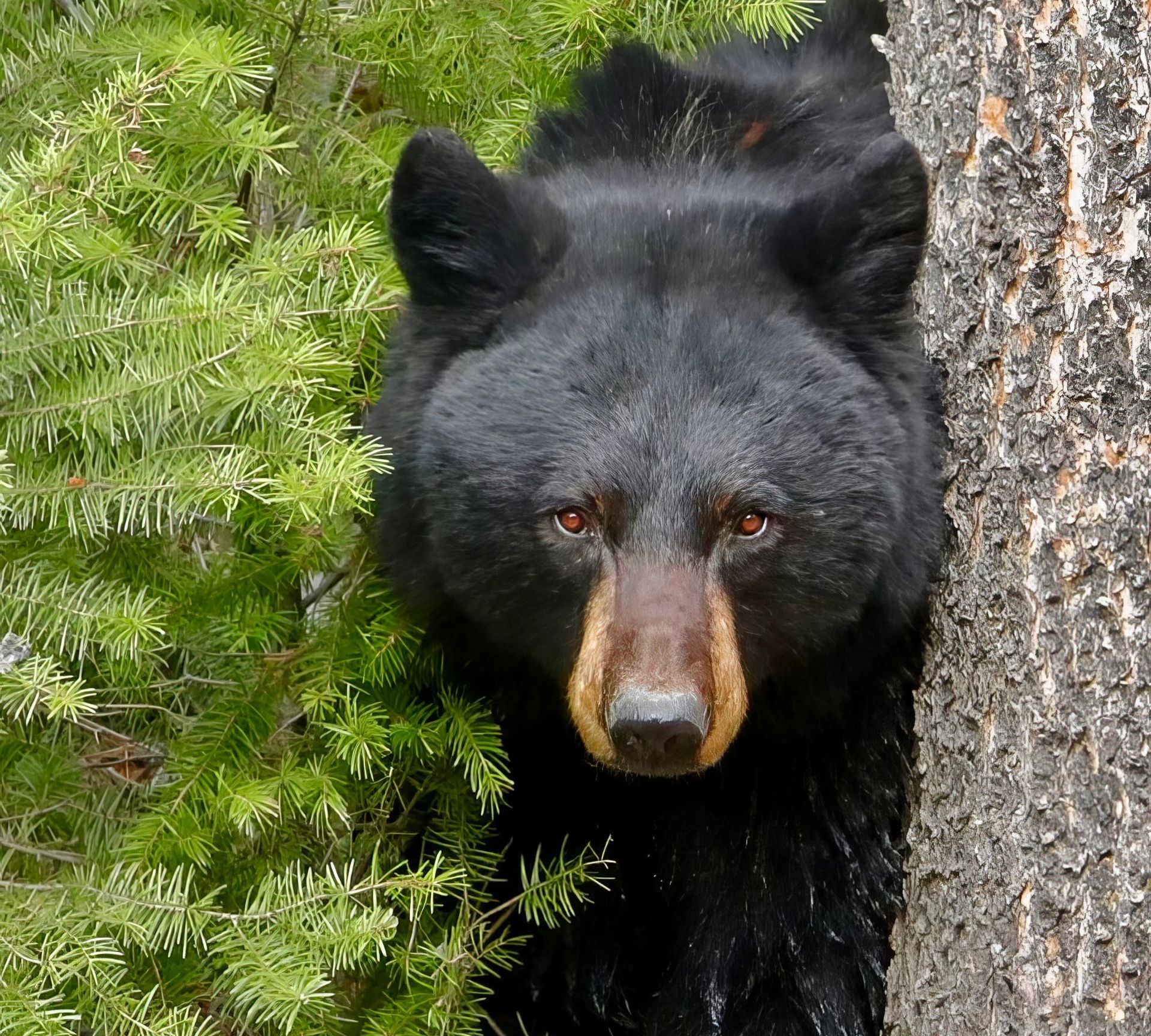 RMNPhotographer Rocky Mountain National Park Guided Tours Blog Post Things To Do In Estes Park Black Bears Road RMNP
