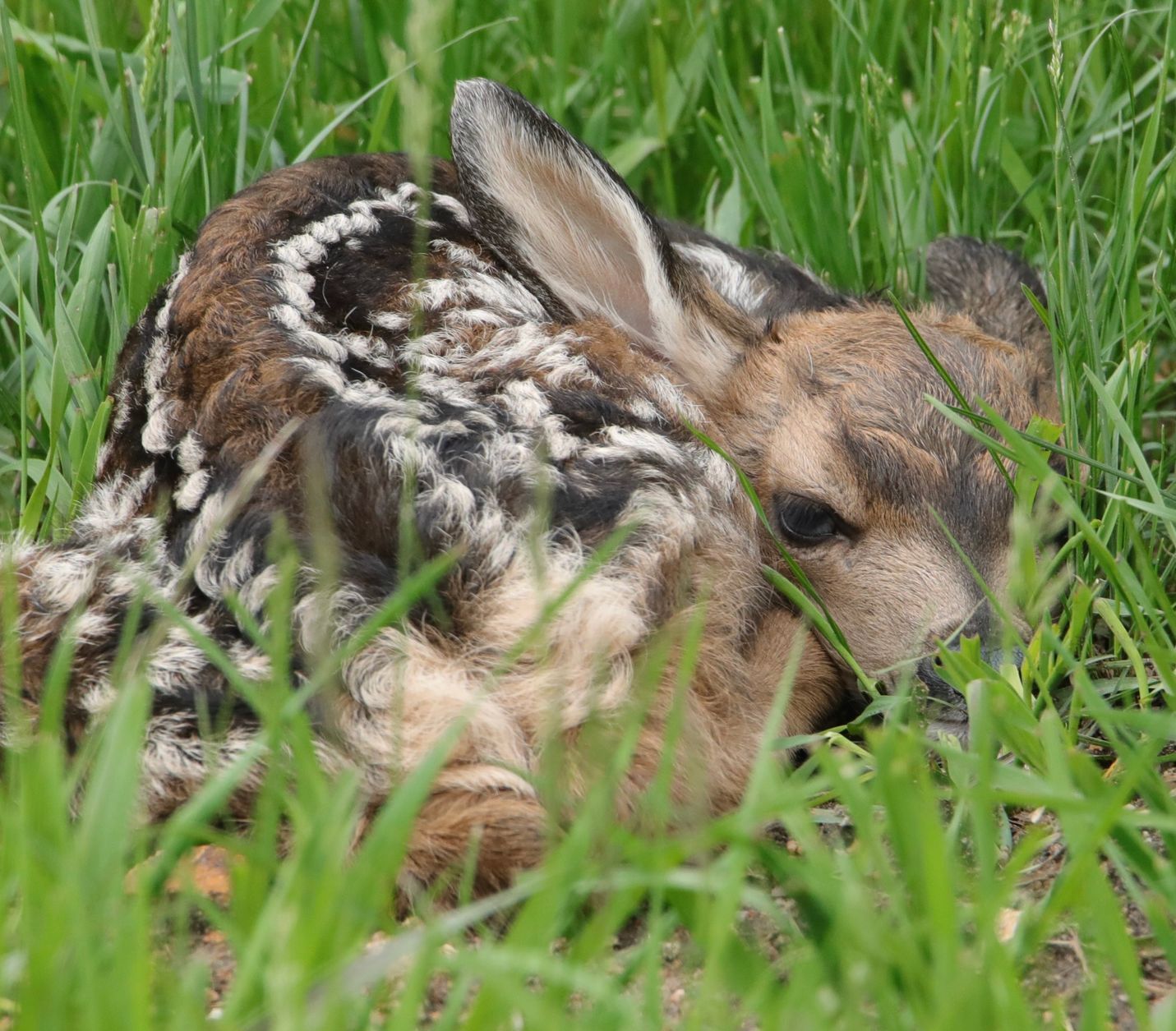 RMNPhotographer Rocky Mountain National Park Guided Tours Blog Post Things To Do In Estes Park RMNP New Born Mule Deer