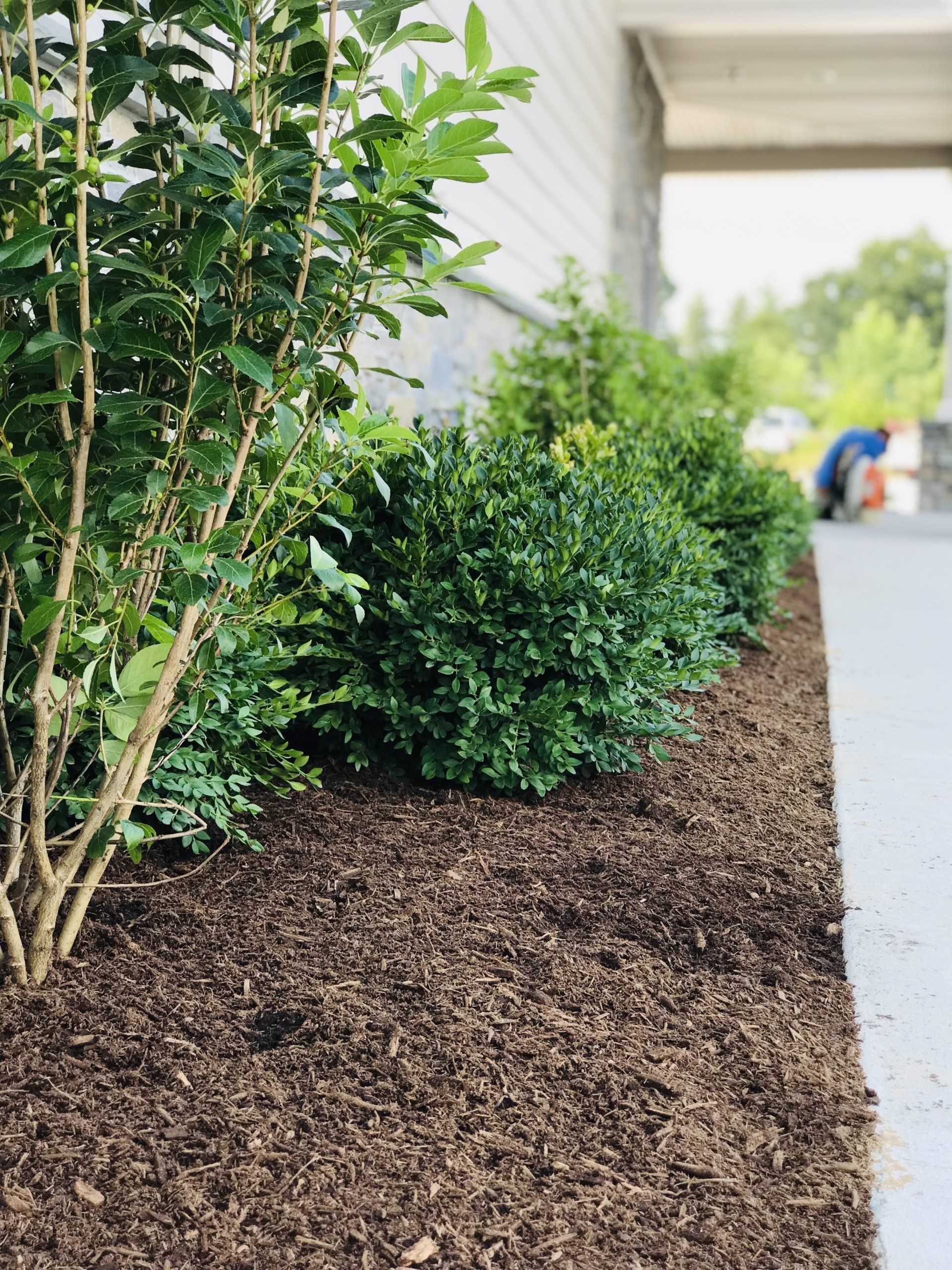 front entry landscapes