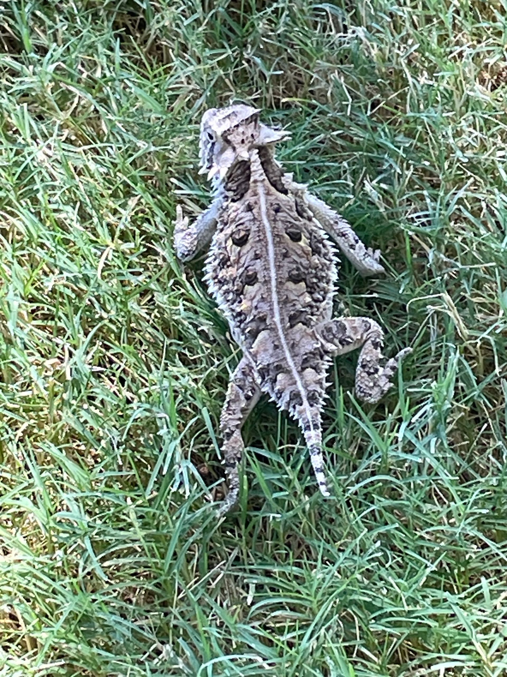 A lizard is laying on its back in the grass.