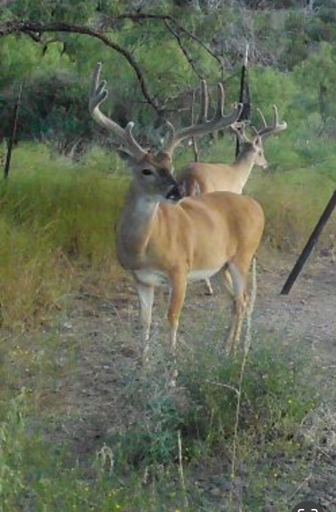 A couple of deer standing next to each other in a field.