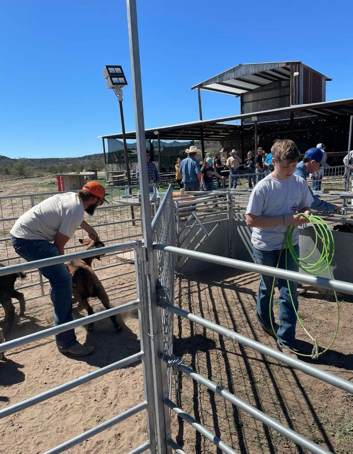 A group of people are working on a sheep in a pen.