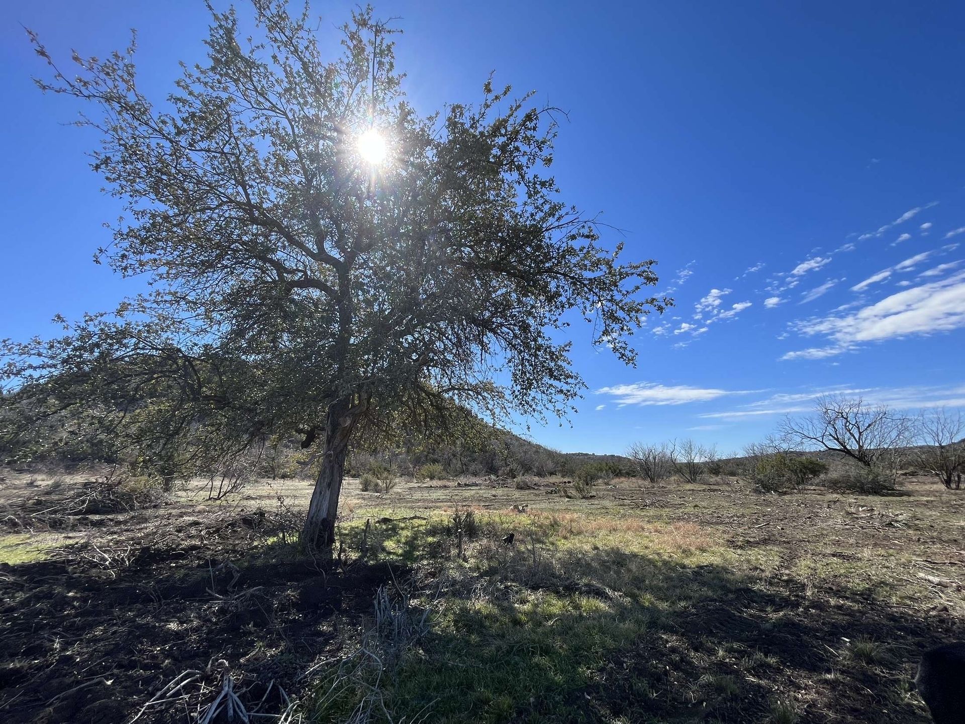The sun is shining through the leaves of a tree in a field.