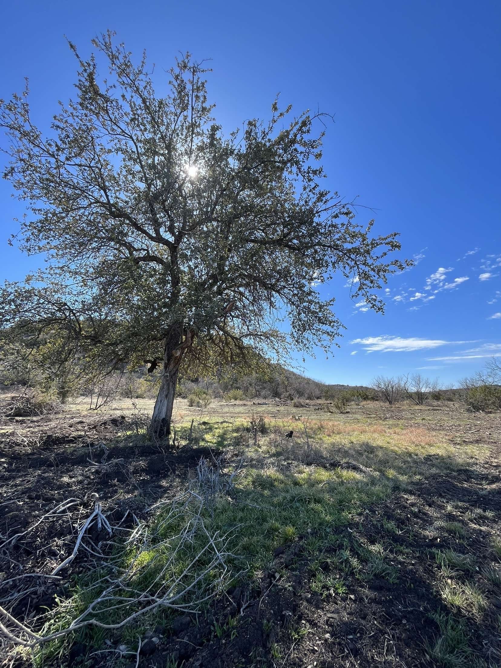 The sun is shining through the branches of a tree in a field.