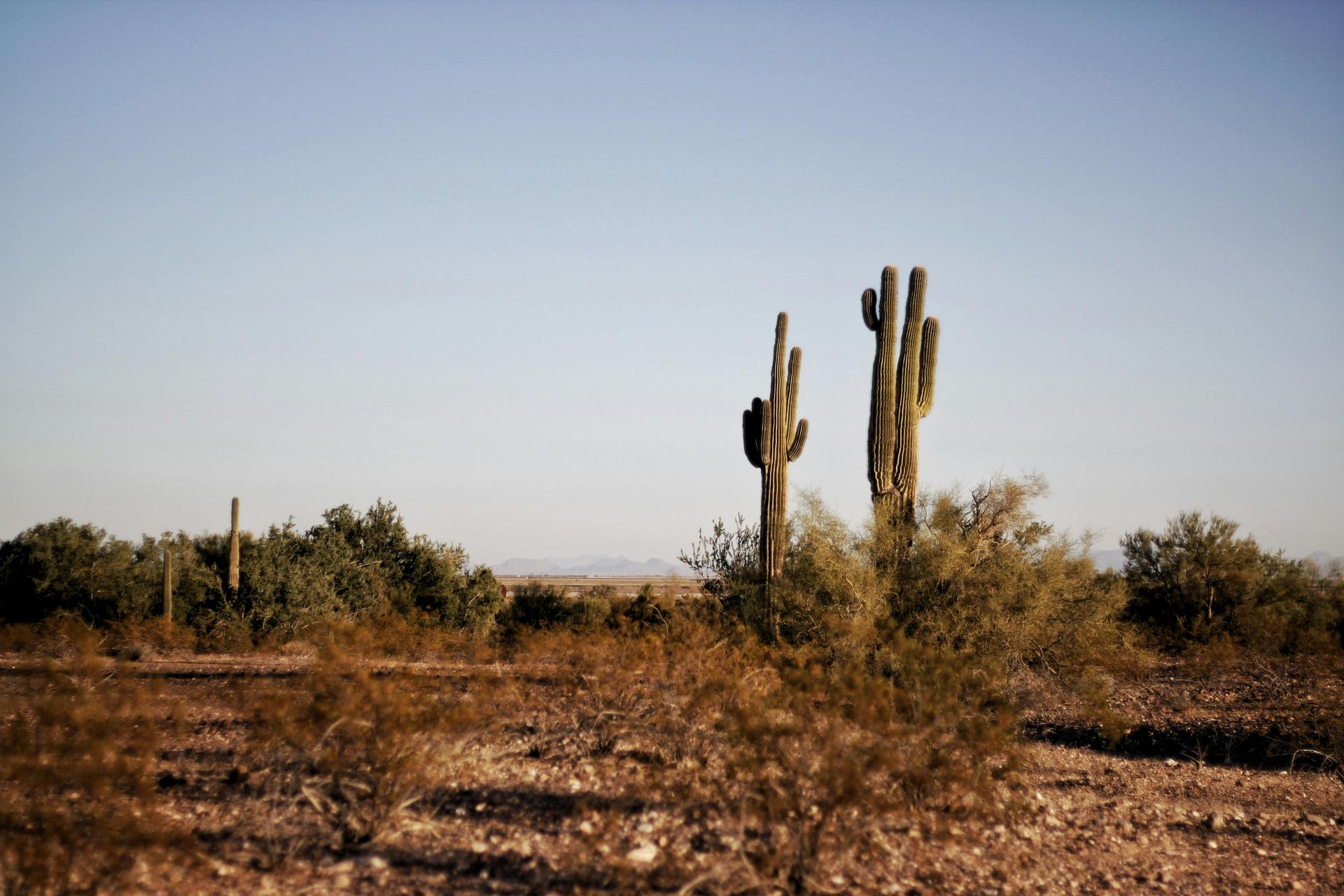 Desert landscape with cacti, shrubs, and dry earth under a clear blue sky.