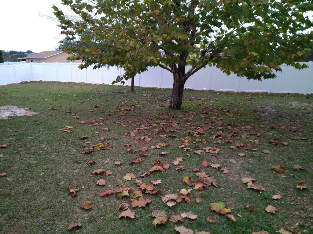 A tree in a backyard with lots of leaves on the ground.