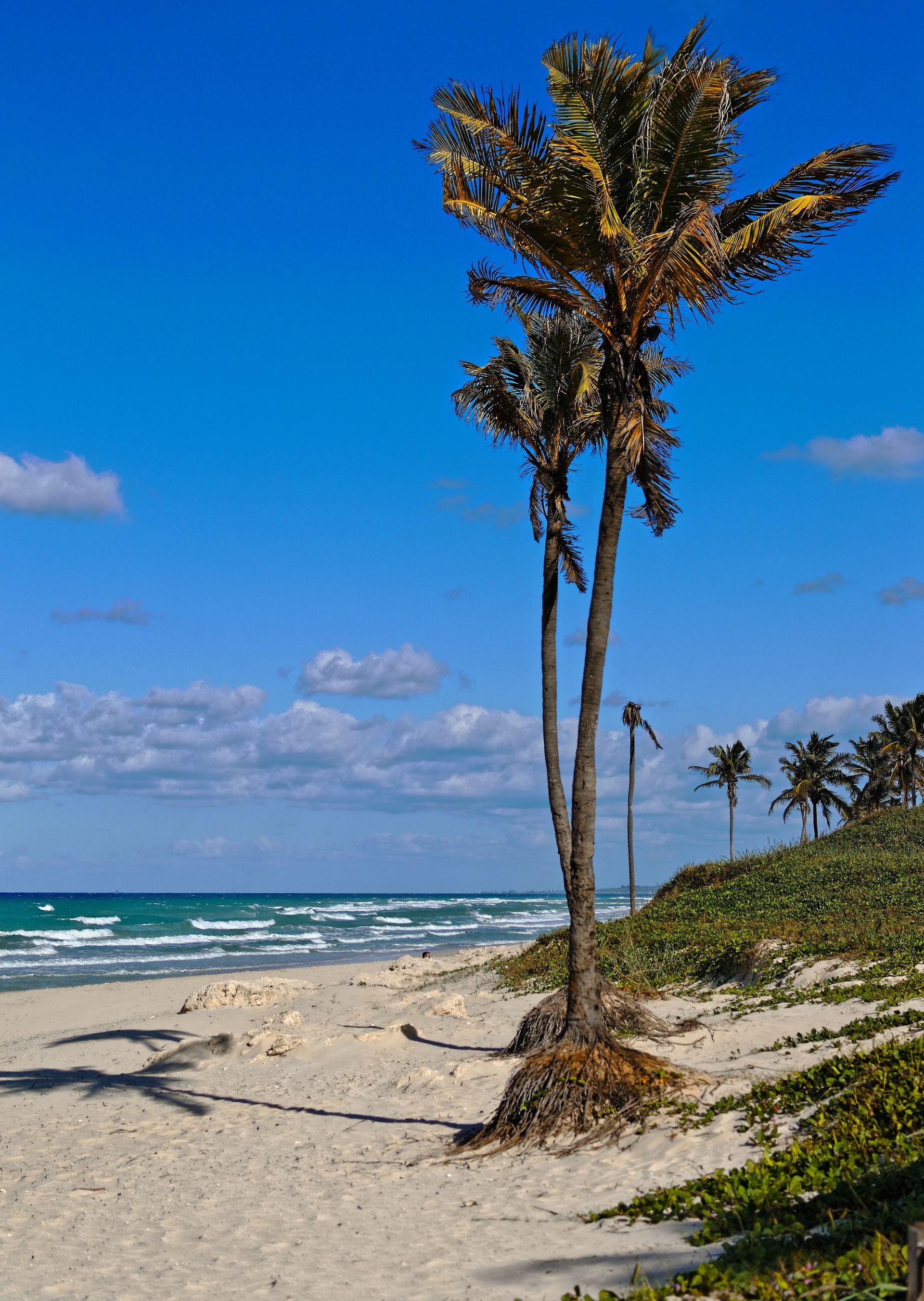 A tall palm tree stands on a sandy beach beside the blue ocean under a bright, sunny sky.