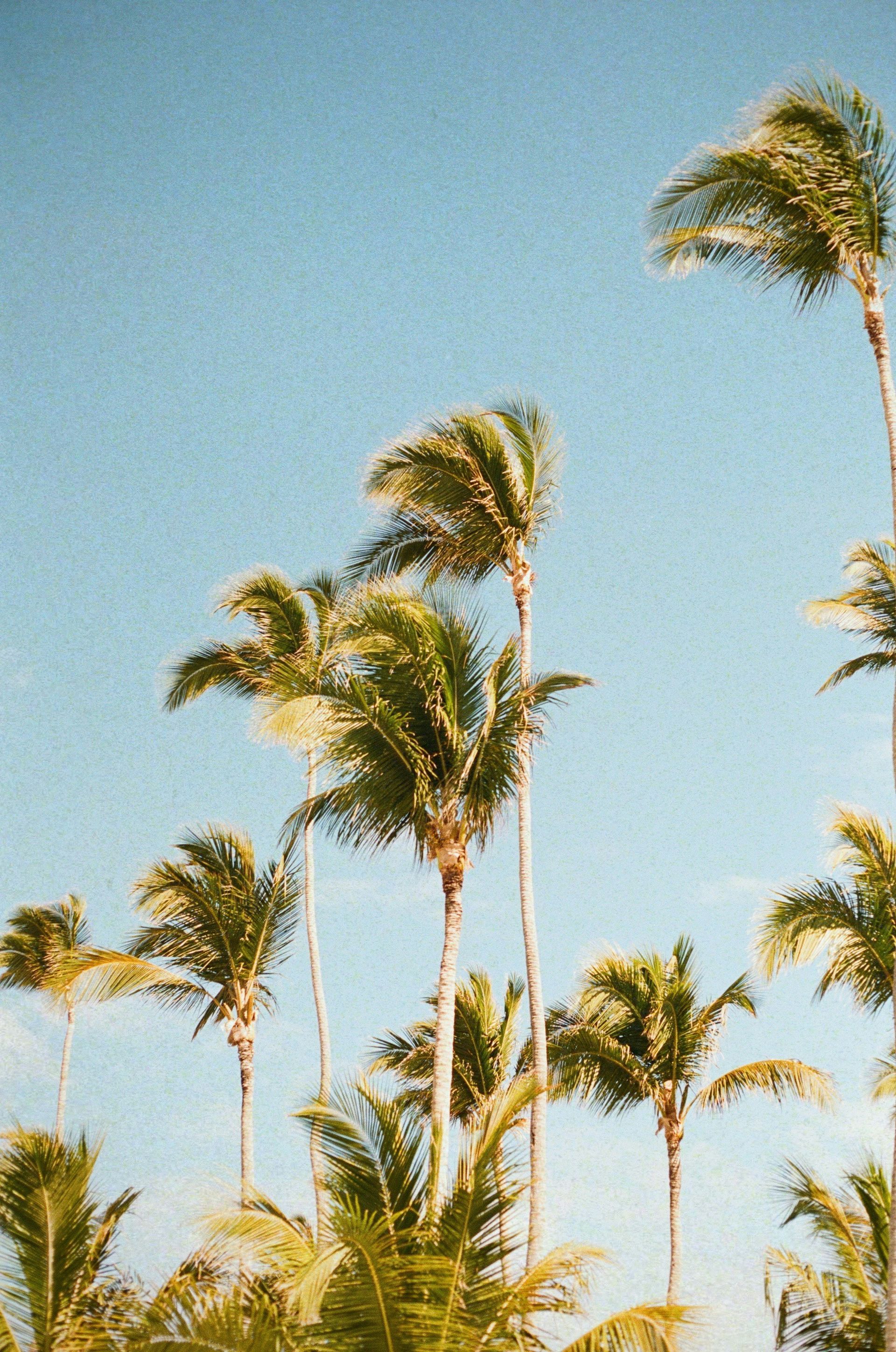 A cluster of palm trees with green fronds stands against a clear, light blue sky on a bright, sunny day.