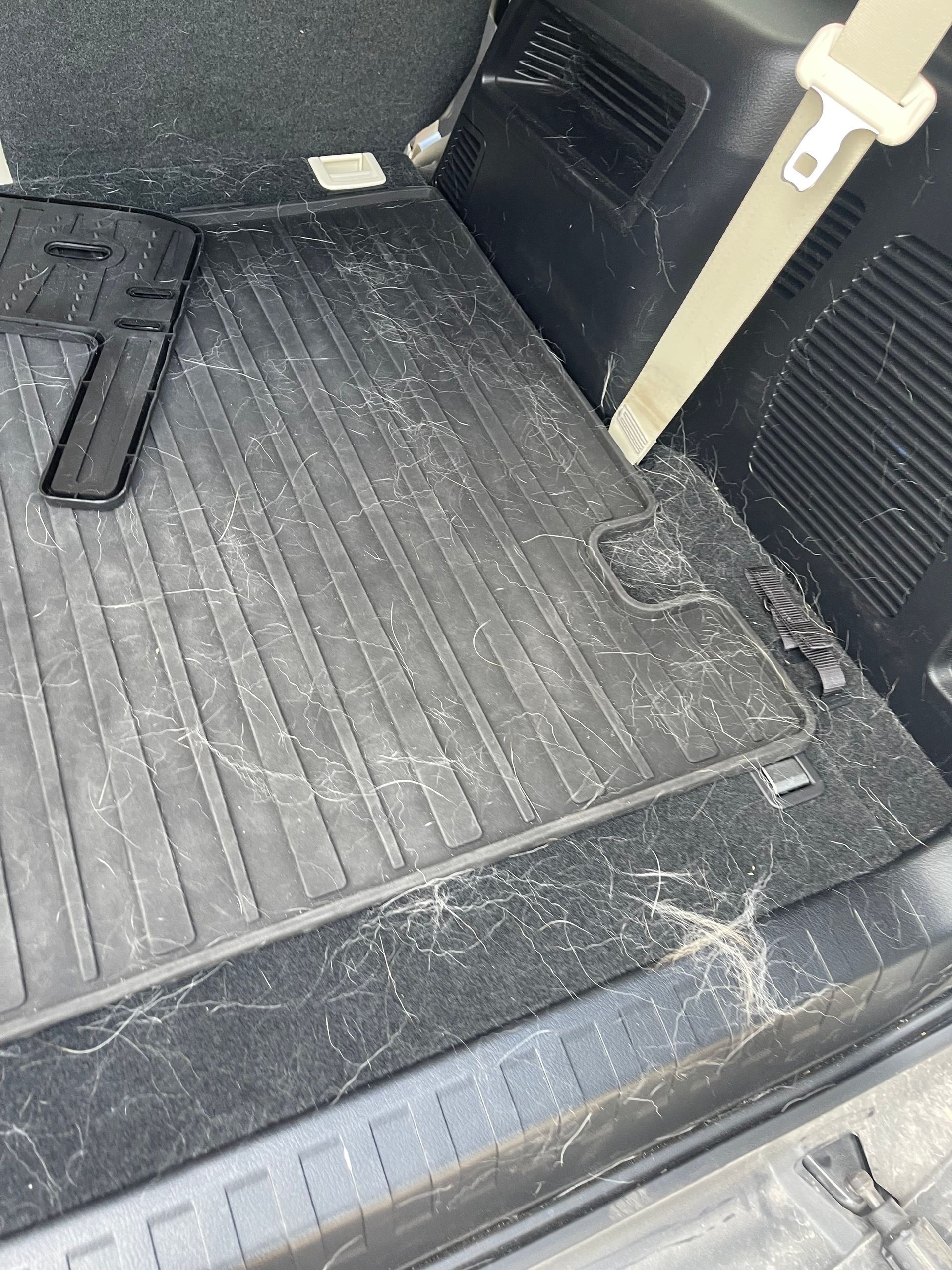 Auto detail; Pet Hair Removal