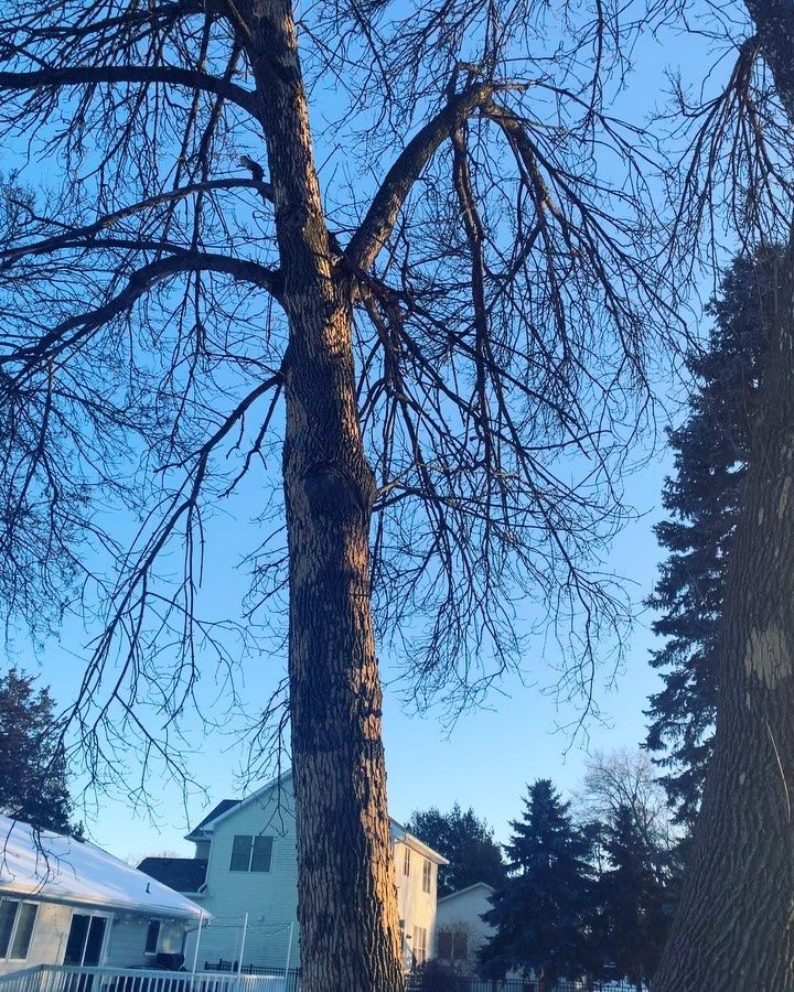 A tree with a blue sky in the background