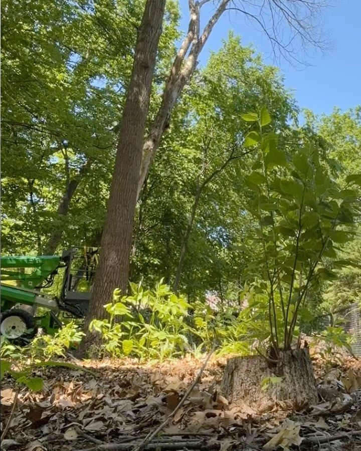 A green tractor is cutting a tree in the woods