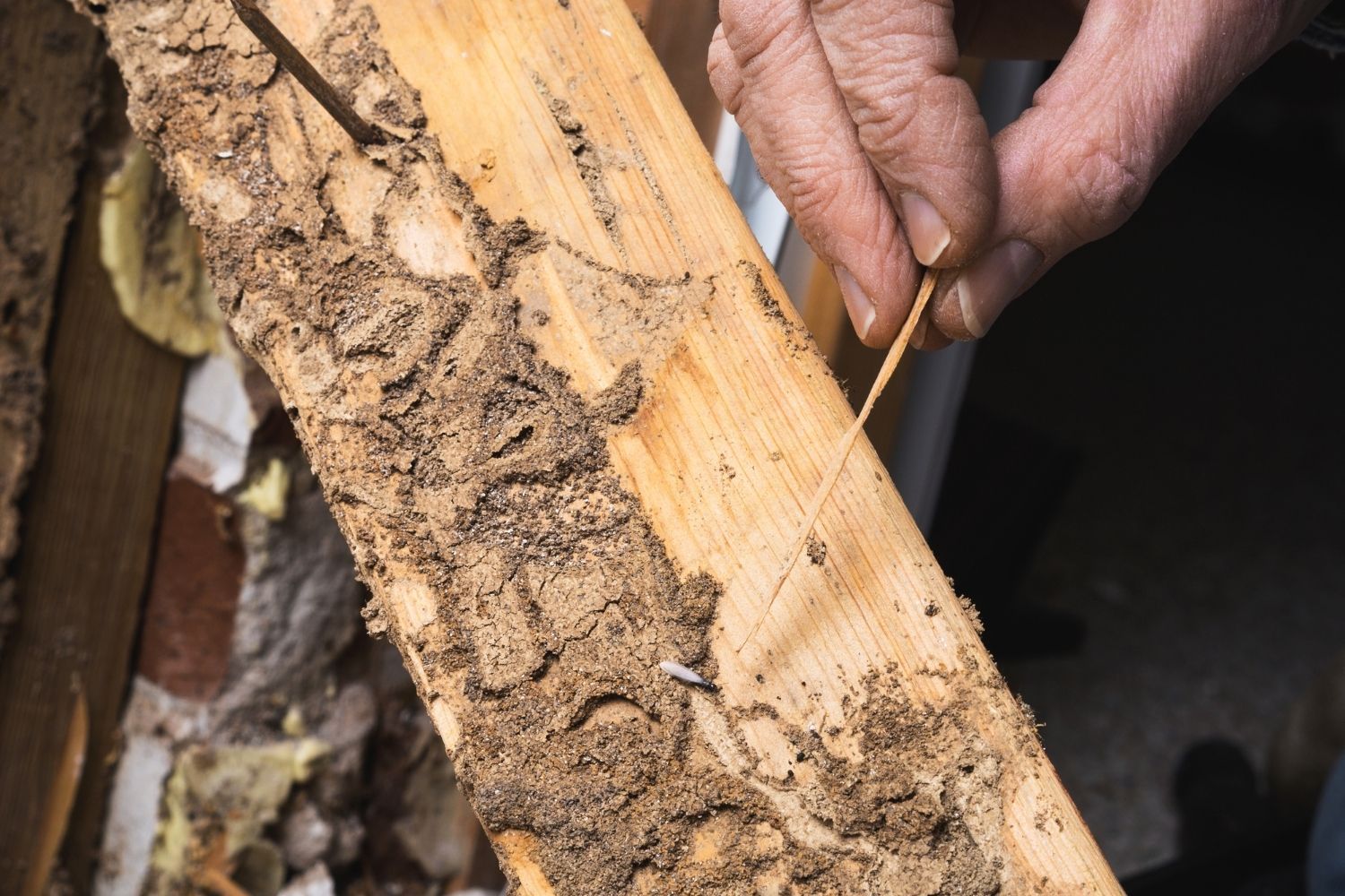 Termite Inspections Hudson & Bergen County, NJ