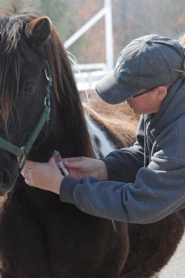 Digital Coggins Testting On A Horse — Mora, MN — Country Care Equine Veterinary Services, P.A.