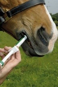Horse On A Field — Mora, MN — Country Care Equine Veterinary Services, P.A.