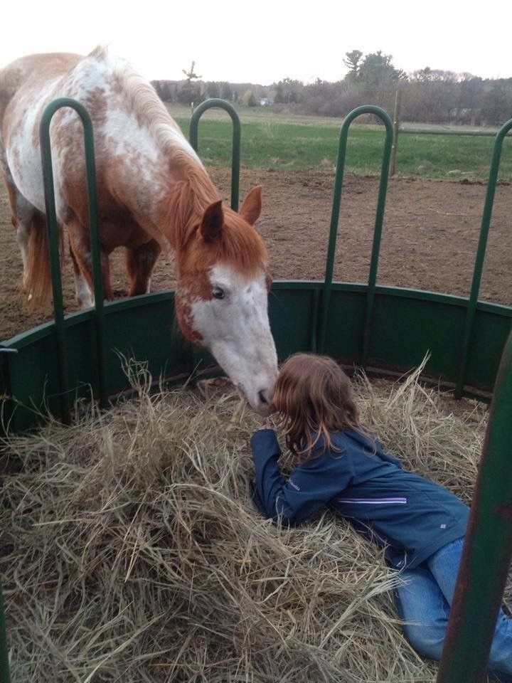 Brown Horse — Mora, MN — Country Care Equine Veterinary Services, P.A. Brown Horse — Mora, MN — Country Care Equine Veterinary Services, P.A.