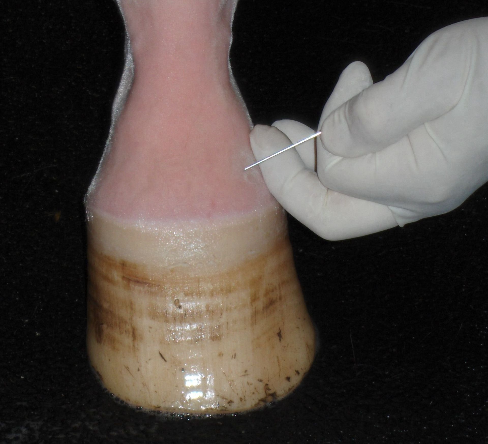 Injecting The Joint Of A Horse — Mora, MN — Country Care Equine Veterinary Services, P.A.