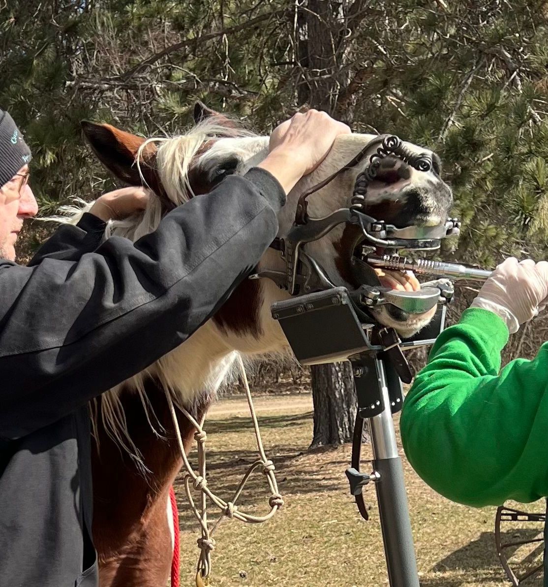 A Man Is Examining A Horse's Teeth — Mora, MN — Country Care Equine Veterinary Services, P.A.