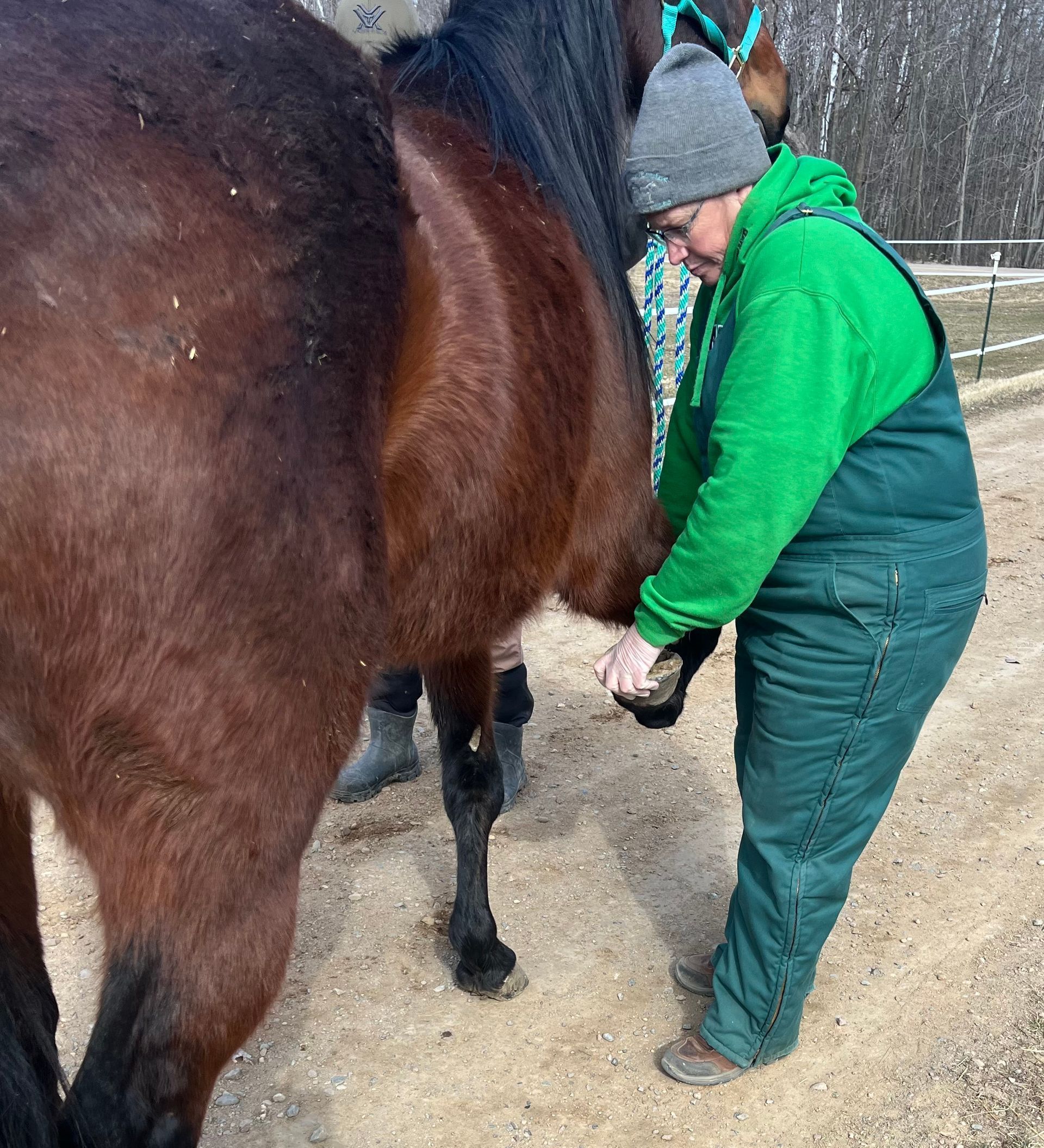 Man Fixing The Rope On Horse — Mora, MN — Country Care Equine Veterinary Services, P.A.