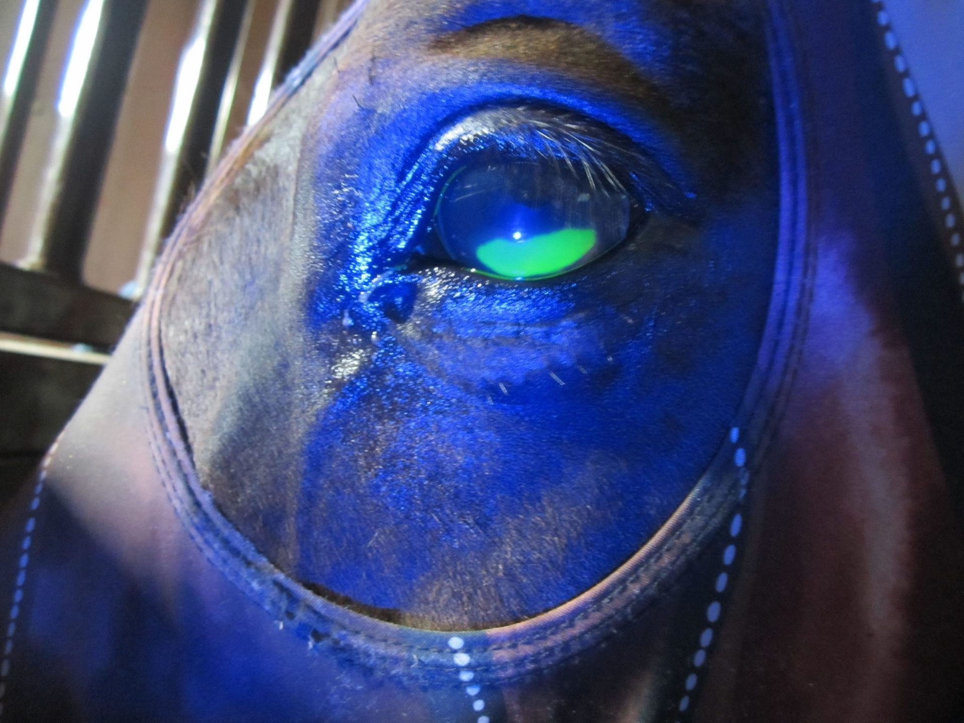 Horse Eye — Mora, MN — Country Care Equine Veterinary Services, P.A.