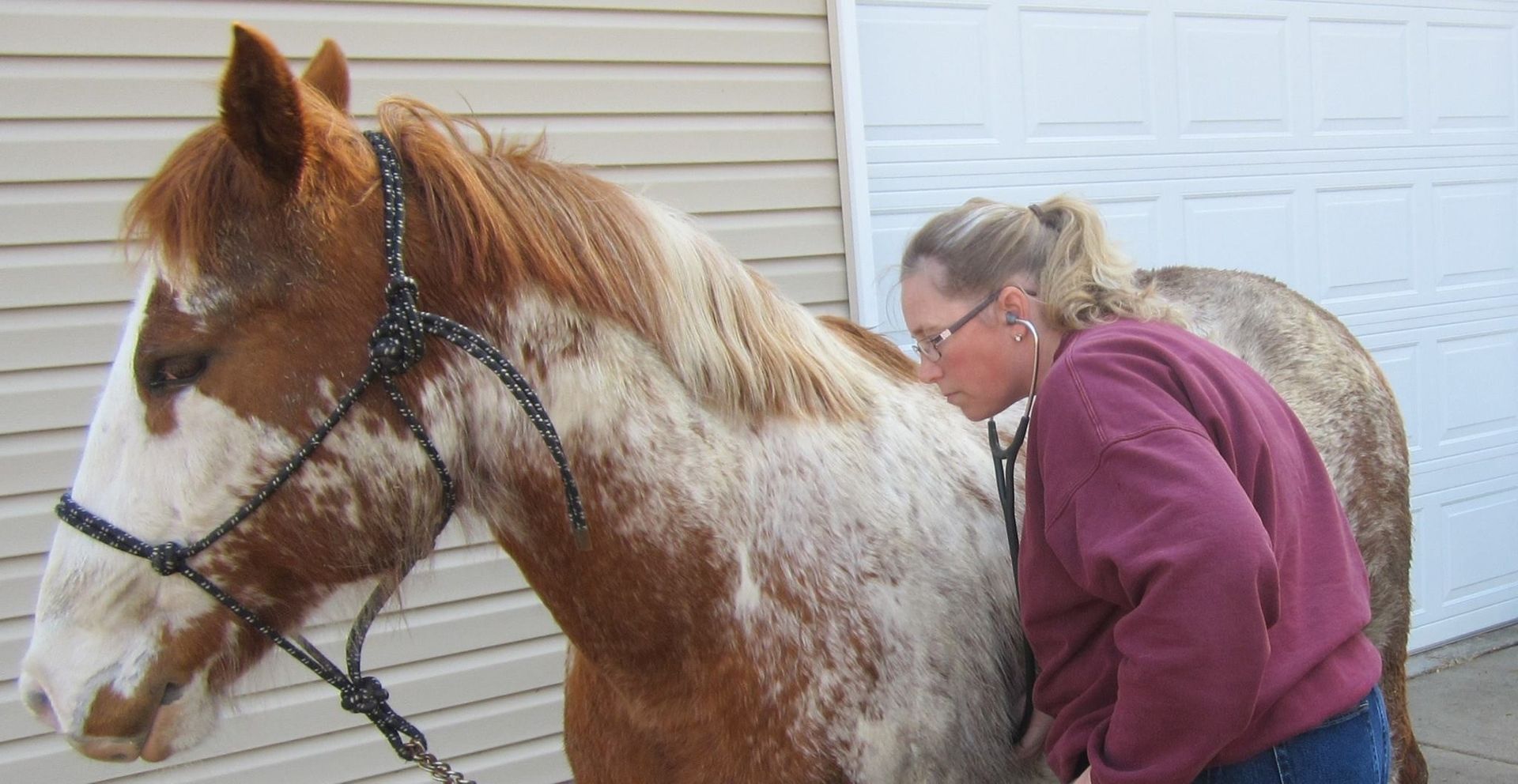Veterinarian Checking Ear Horse — Mora, MN — Country Care Equine Veterinary Services, P.A.