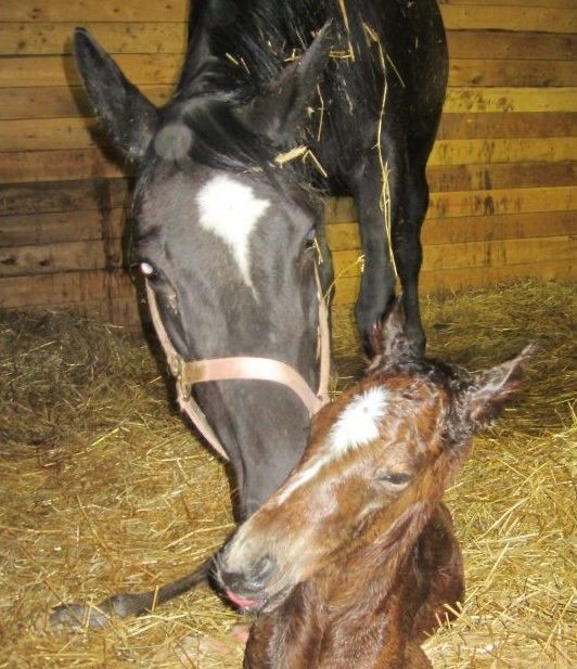 Two Horses — Mora, MN — Country Care Equine Veterinary Services, P.A.