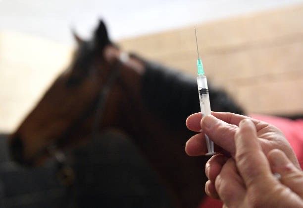 A Woman Is Examining A Brown Horse With A Stethoscope — Mora, MN — Country Care Equine Veterinary Services, P.A.