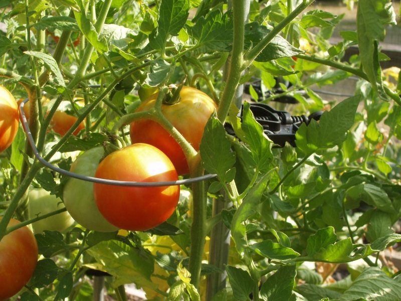 All Roots Planter Co. | Tomato Rings