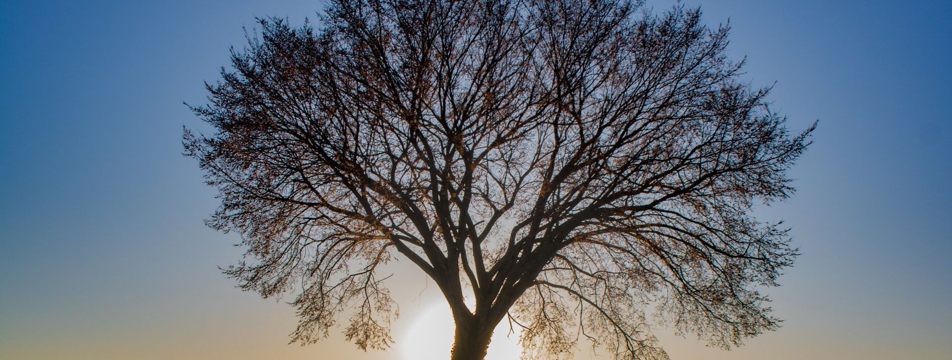 backyard tree trimming