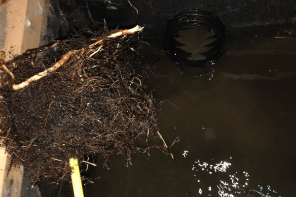 Drain Camnet photo 5