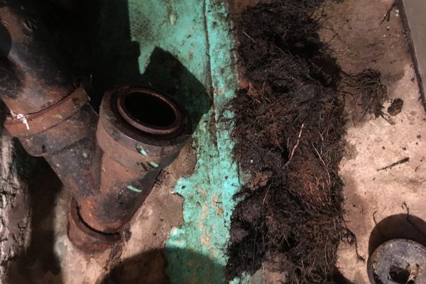 Des tuyaux noirs et des racines emmêlées, probablement un problème de plomberie, se trouvent à côté d'une surface verdâtre.