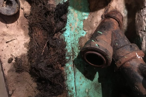 Amas de racines ressemblant à des cheveux et de raccords de tuyauterie rouillés sur une surface verte et brune, probablement due à un blocage de drain.