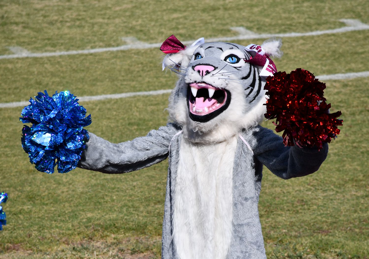 Person in Wildcat school mascot costume