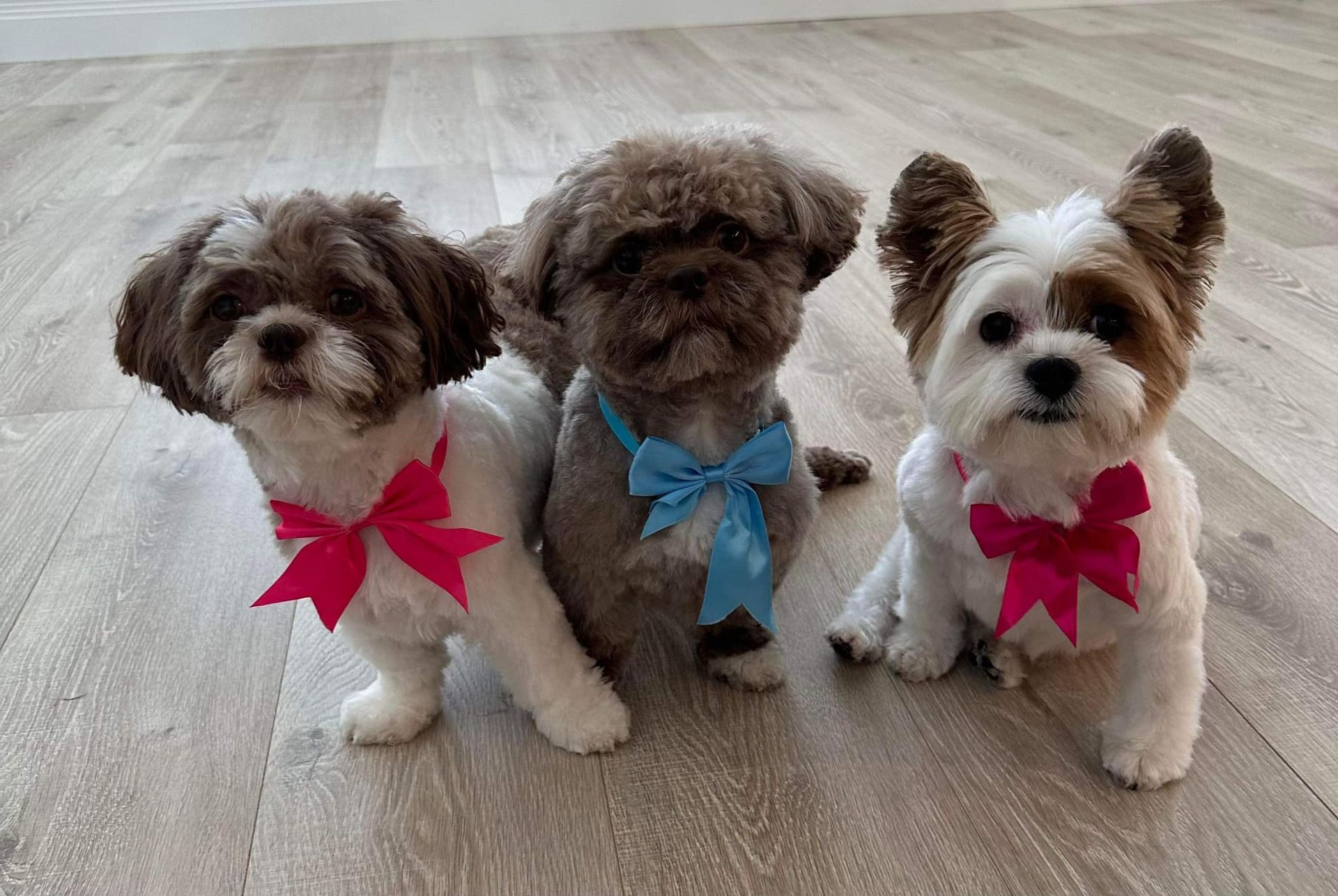 A black and white poodle wearing a pink collar
