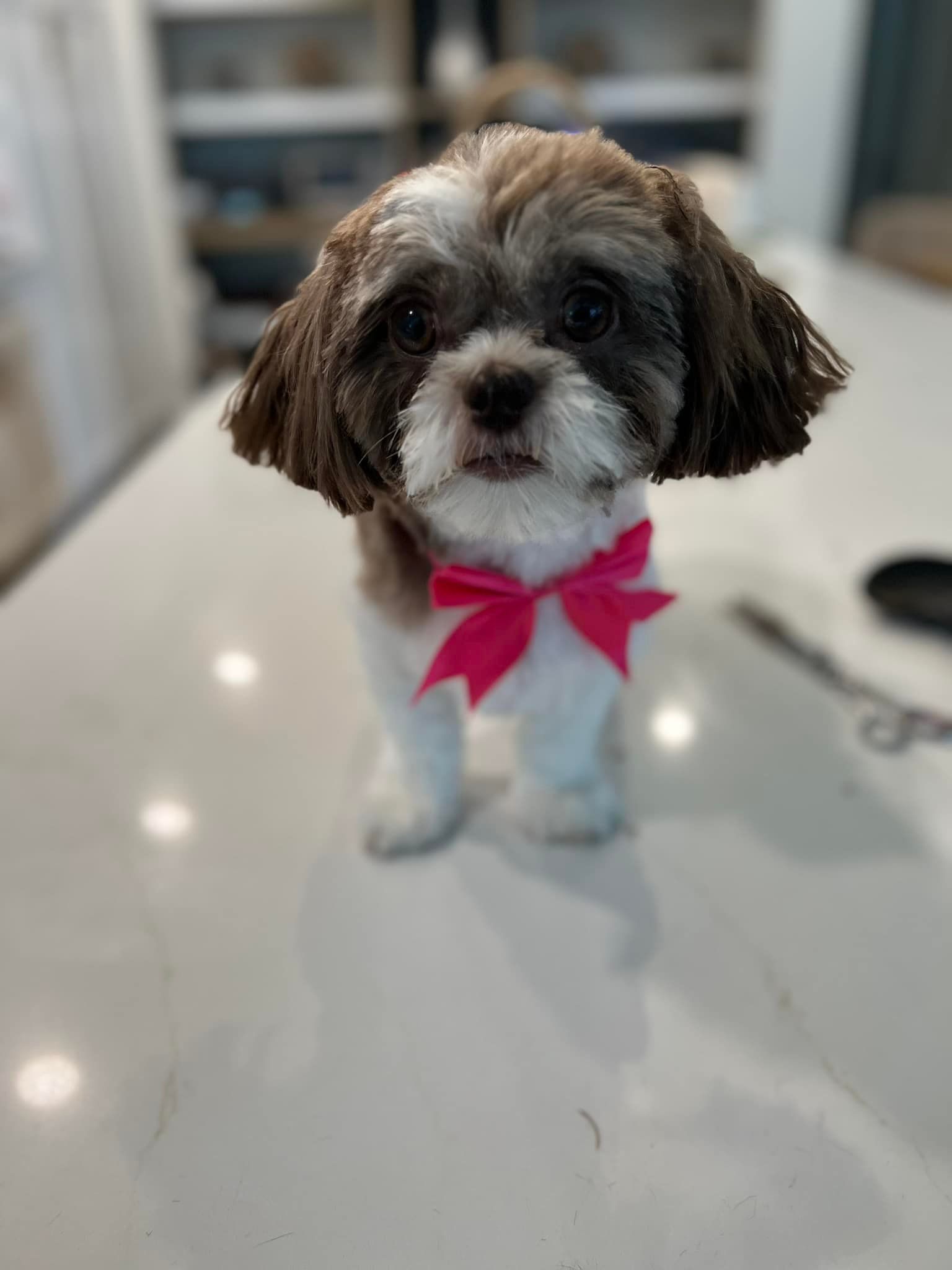 A brown dog wearing a tie dye bandana is sitting on a grooming table.