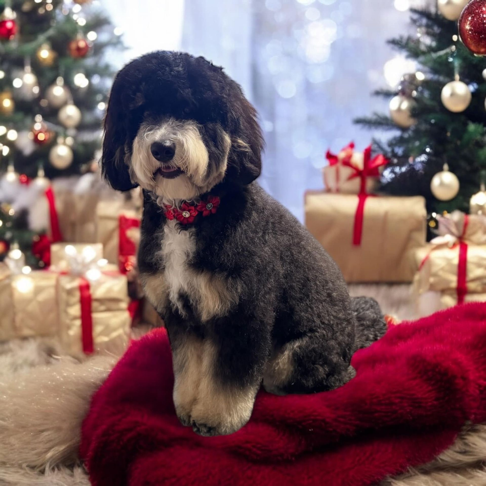 A black and white poodle wearing a pink collar