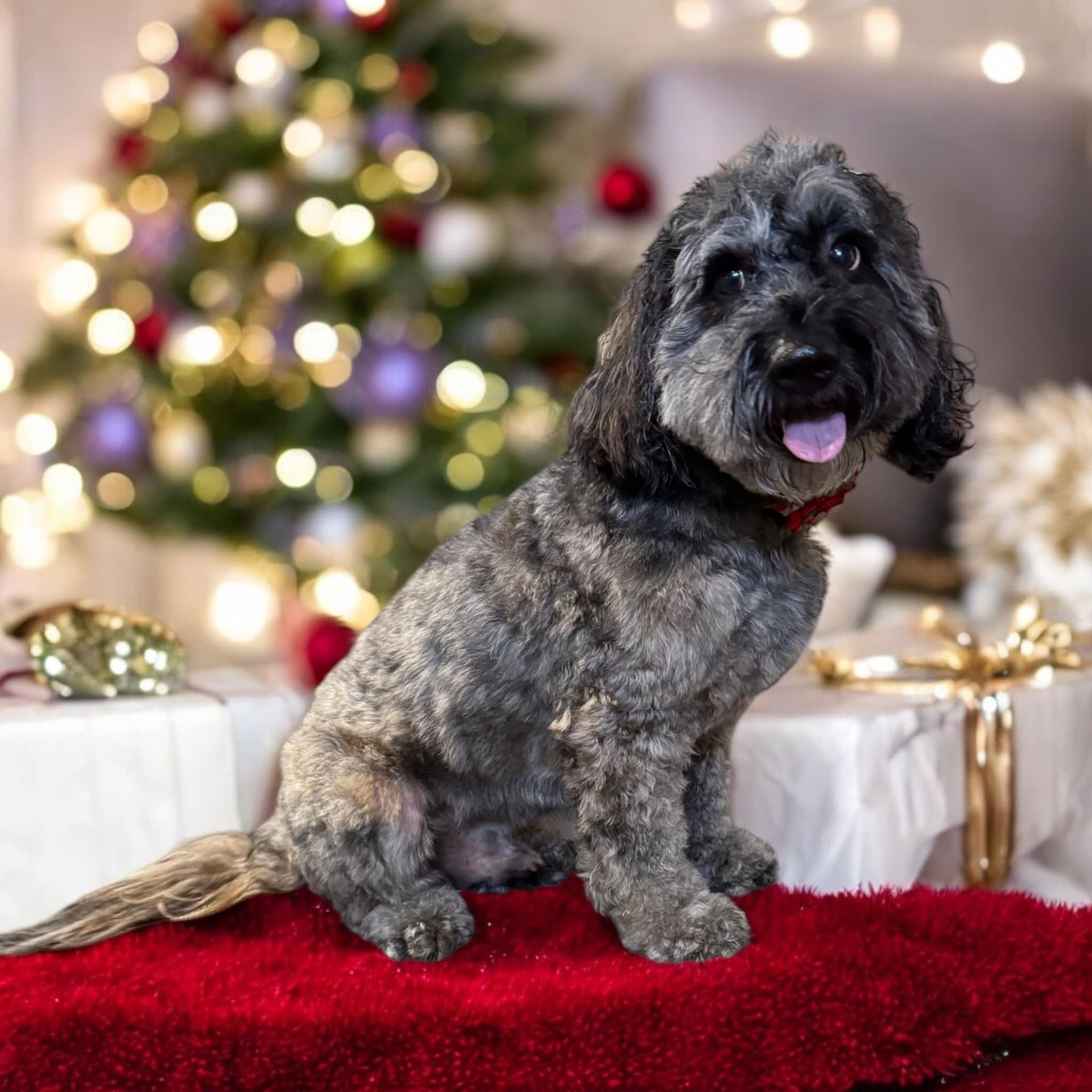 A brown dog wearing a tie dye bandana is sitting on a grooming table.