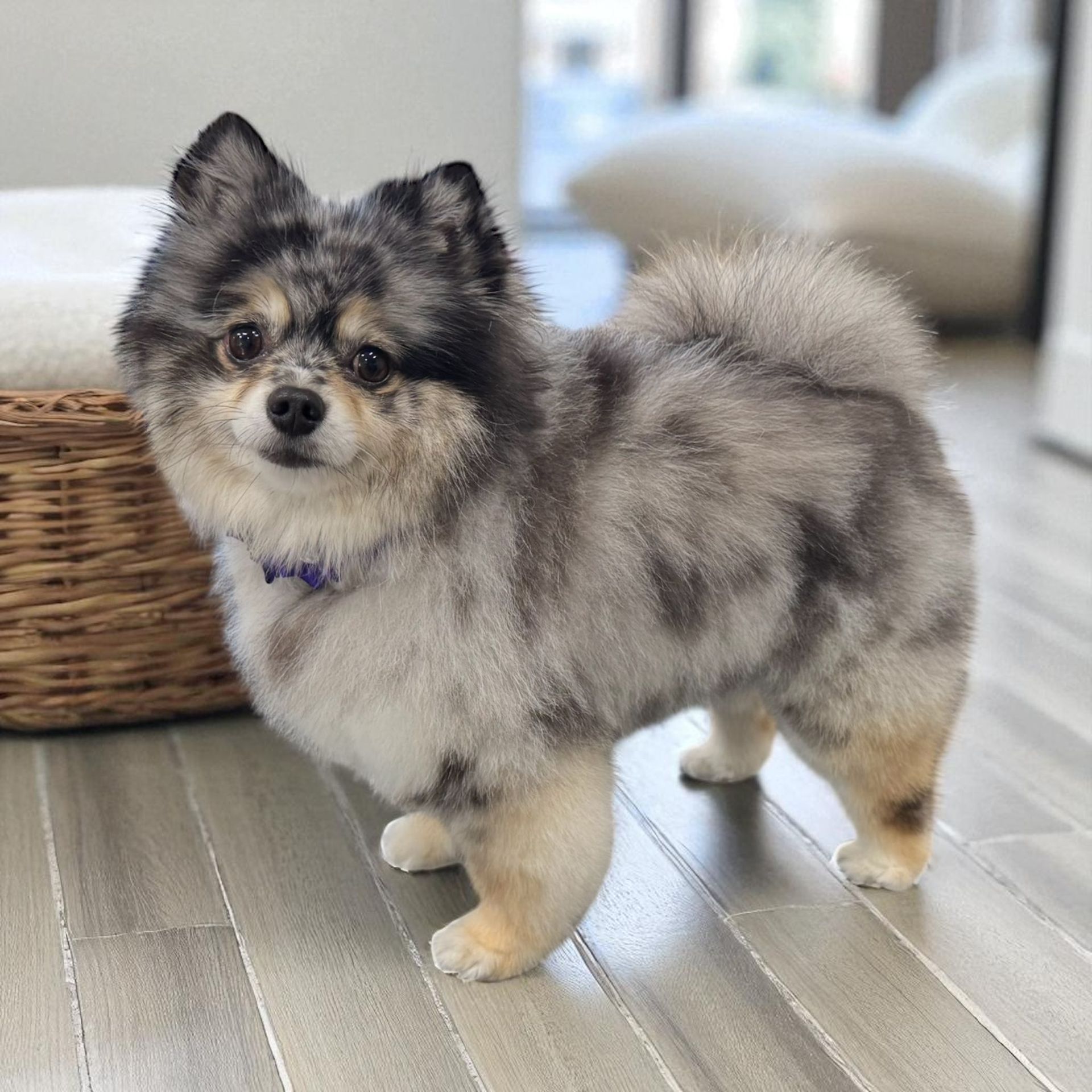 A black and white poodle wearing a pink collar