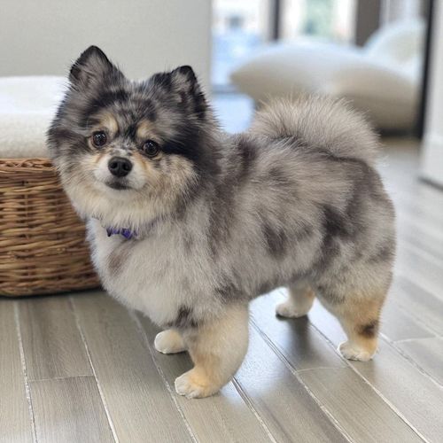 A black and white poodle wearing a pink collar