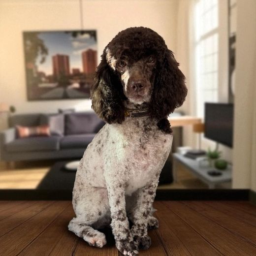 A brown dog wearing a tie dye bandana is sitting on a grooming table.
