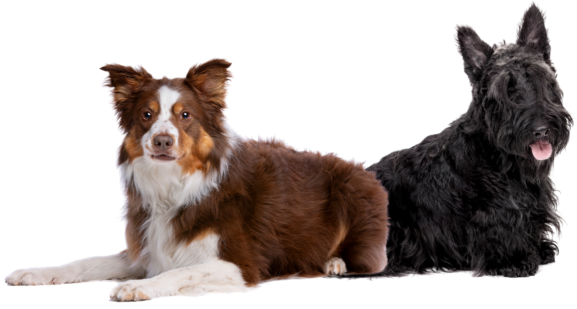 Two dogs are laying next to each other on a white background.
