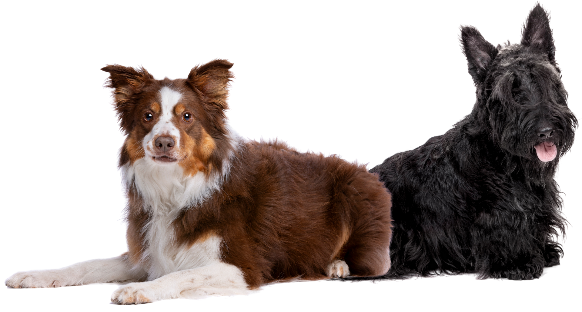Two dogs are laying next to each other on a white background.