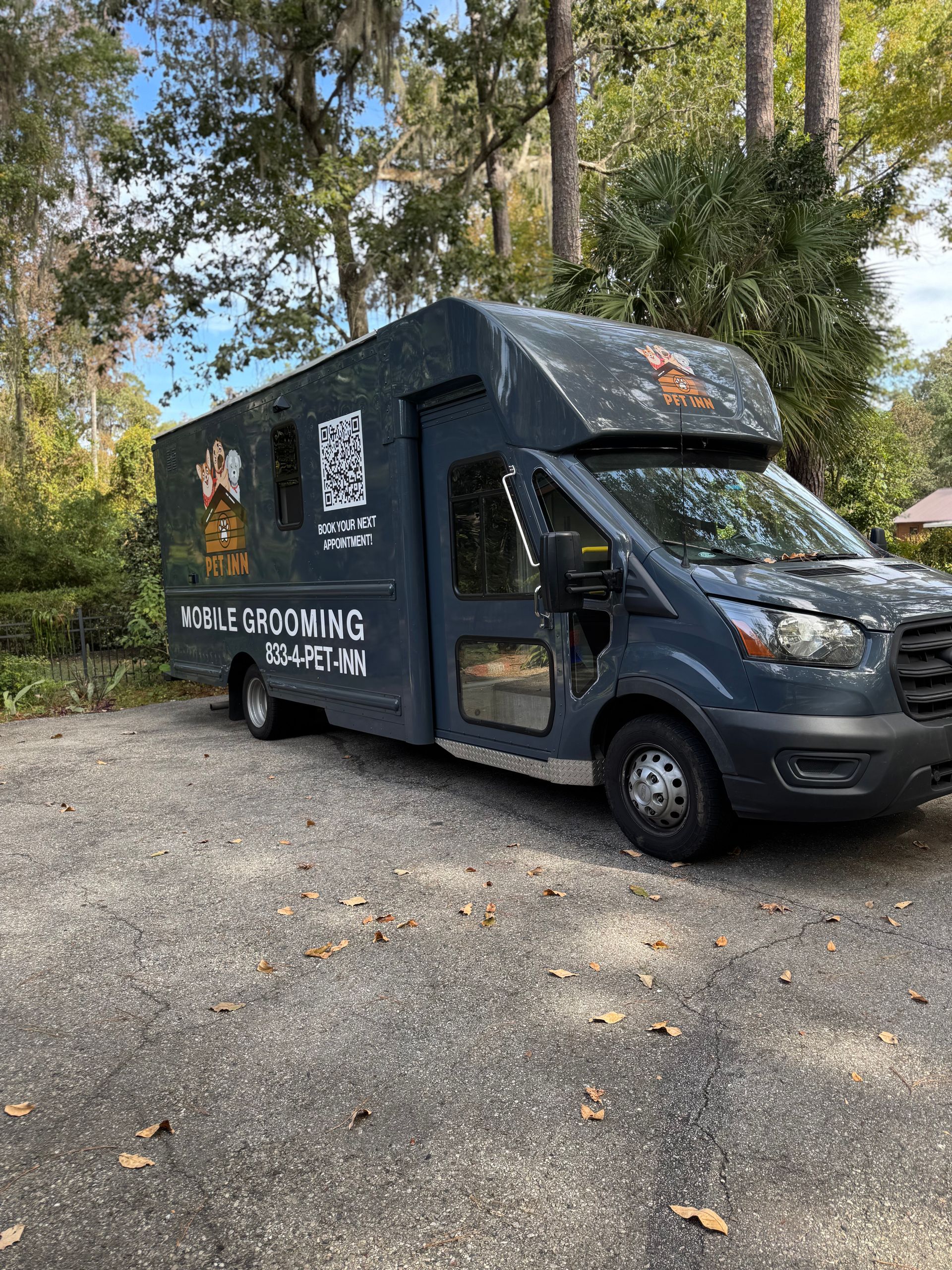A black and white poodle wearing a pink collar