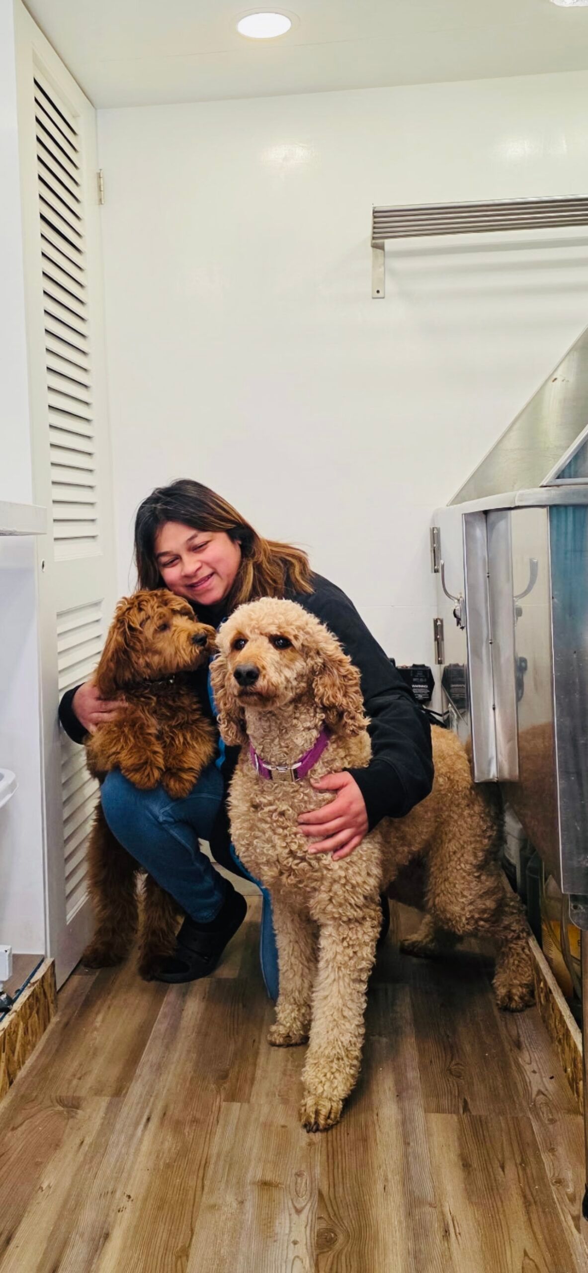 A brown dog wearing a tie dye bandana is sitting on a grooming table.