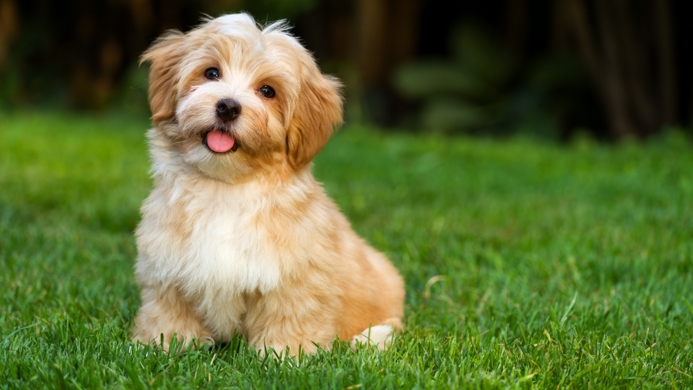 Fluffy, tan and white puppy sits in green grass, tongue out.