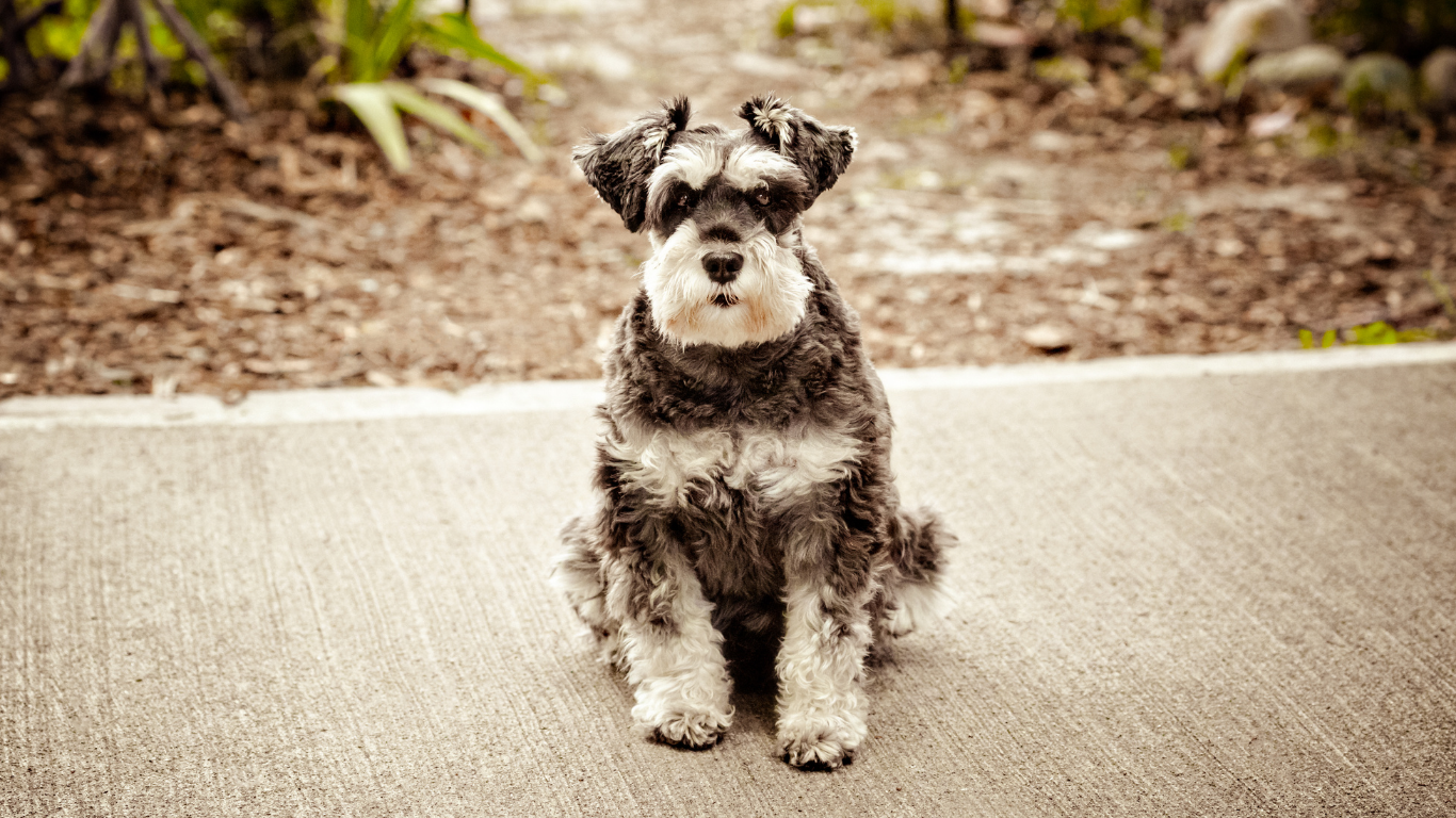 A small salt and pepper Schnauzer sits on pavement, facing forward.