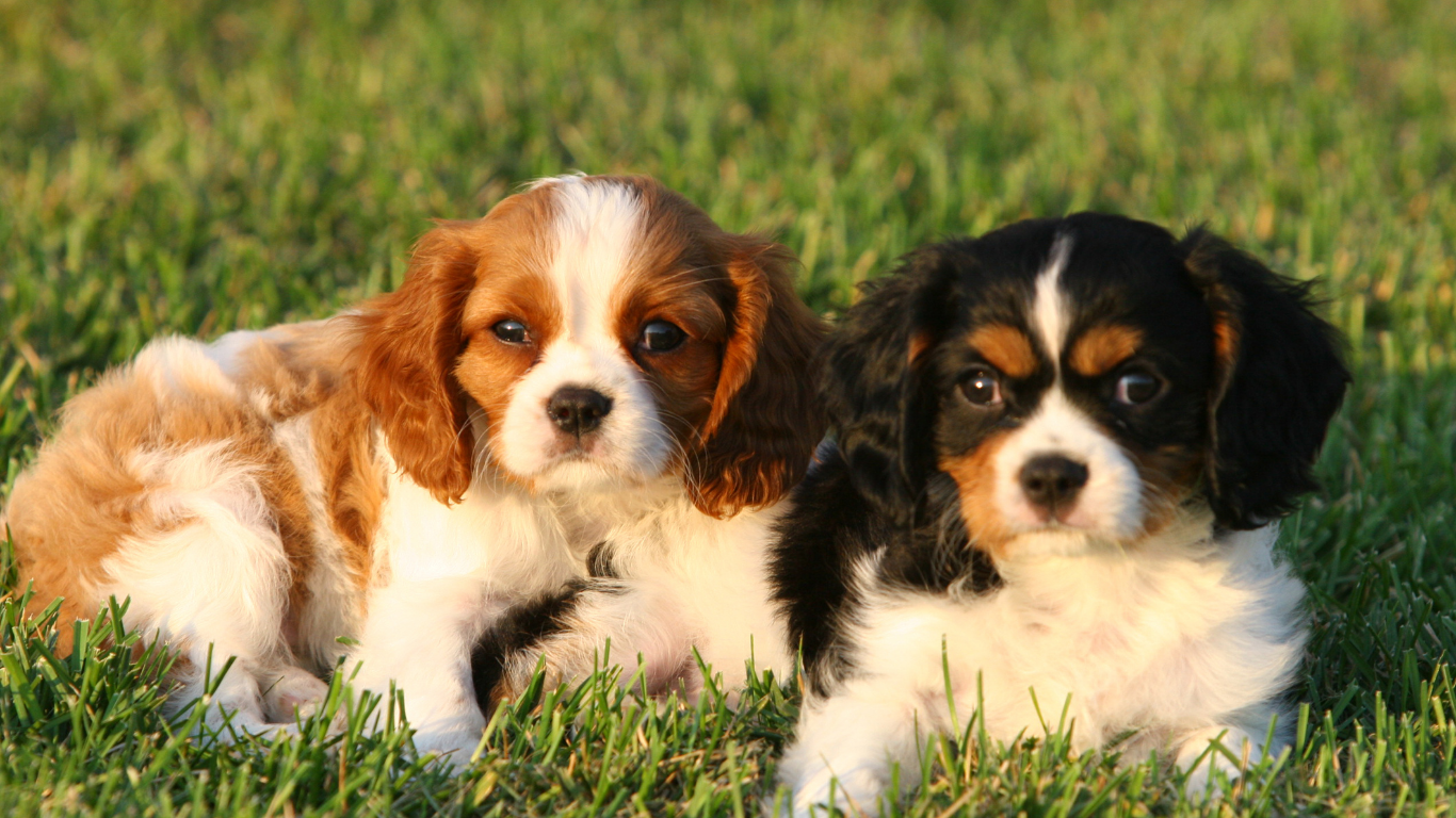 Two Cavalier King Charles Spaniel puppies in grass; one tan and white, one black, brown, and white.