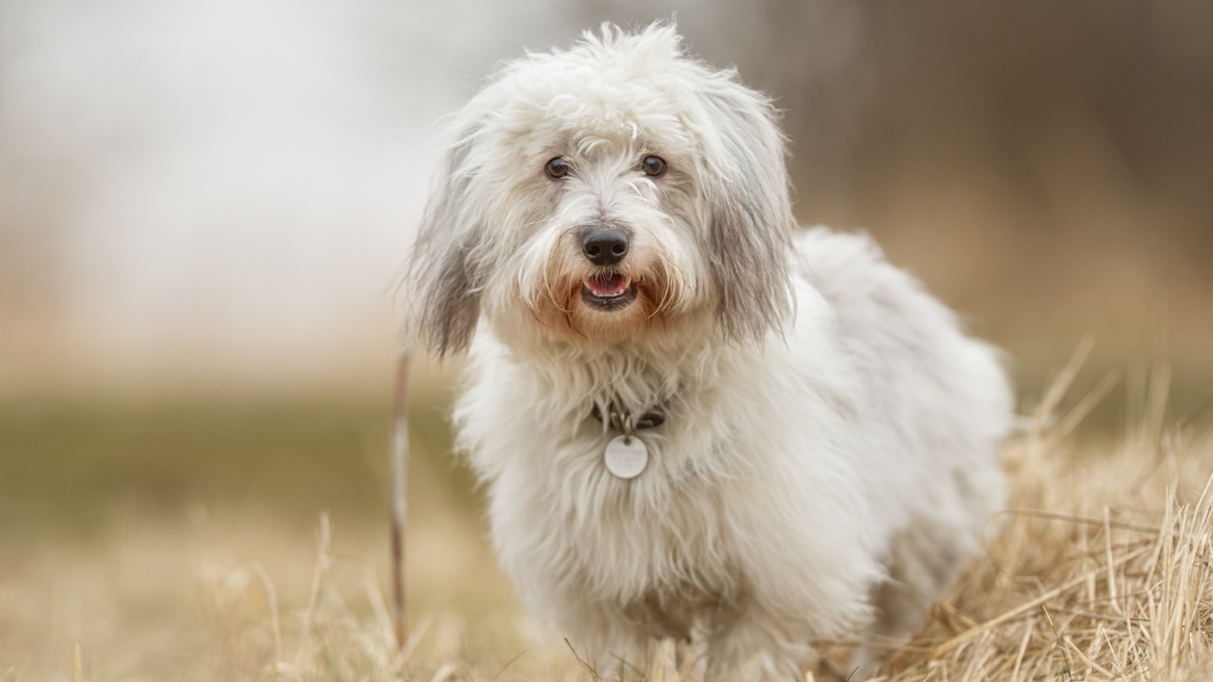 White dog with long fur stands in tall, dry grass.