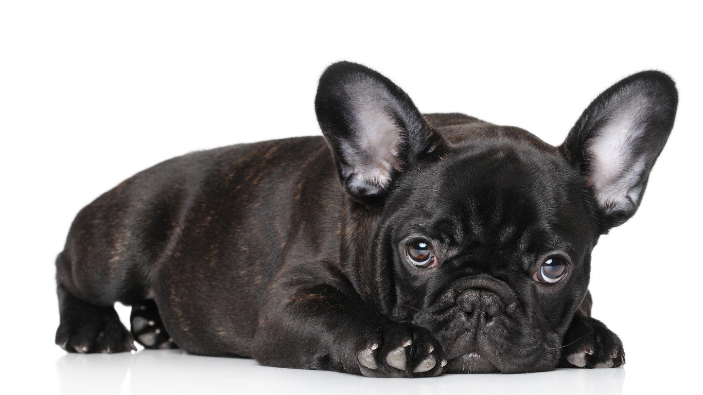 Black French bulldog puppy lying down, looking at the viewer.