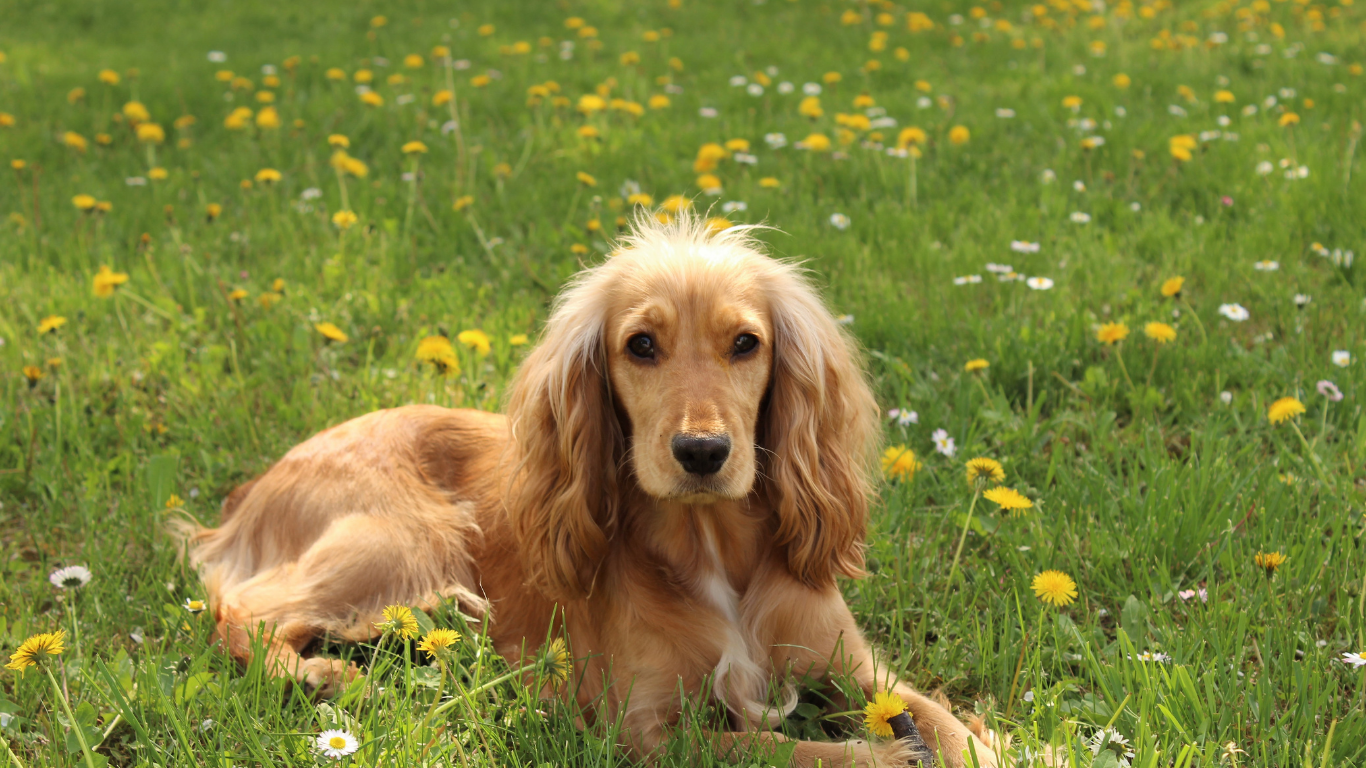 Golden Cocker Spaniel lying in a grassy field with dandelions, looking forward.